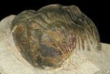 Bargain, Struveaspis Trilobite (Small Eyed Phacopid) #100389-2